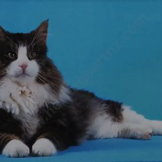 UNKNOWN Photographer - Cat with Blue Background