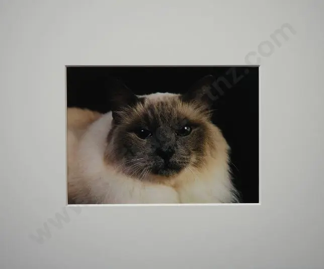 UNKNOWN Photographer - Cat with Black Background Image 1++