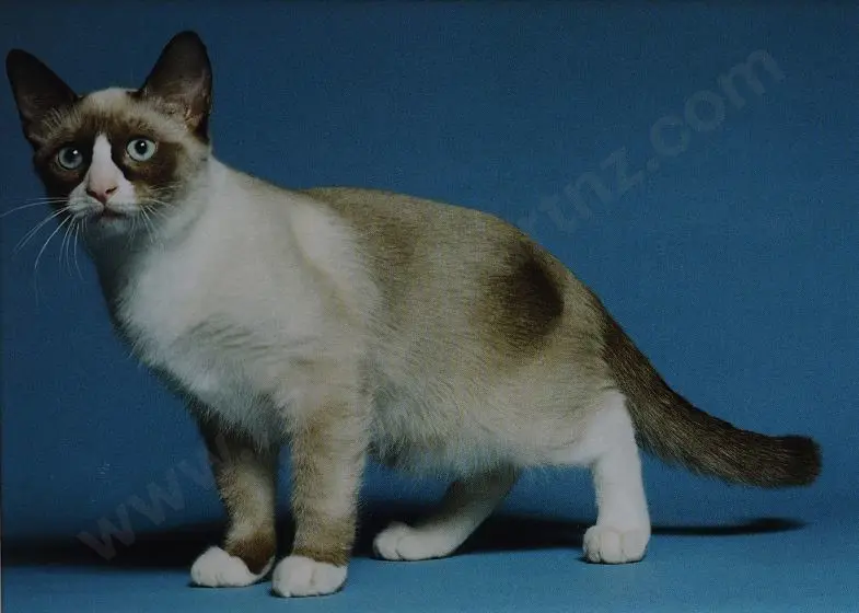 UNKNOWN Photographer - Cat with Blue Background Image 1++