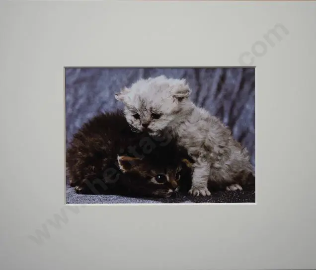 UNKNOWN Photographer - Two Cats Cuddled with Mottled Background Image 1++
