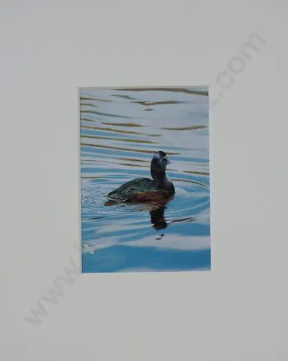 MARTINSON, Paul (1956-) - New Zealand Scaup 2003 Image 1++