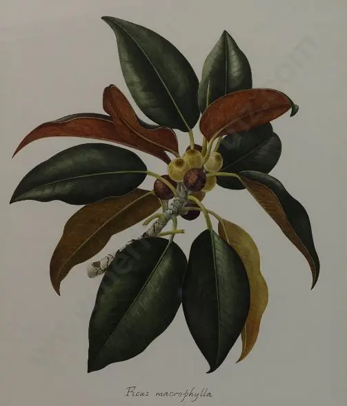 STONES, Elsie Margaret (1920-2018) - Ficus Macrophylla (Moreton Bay Fig) Image 1++