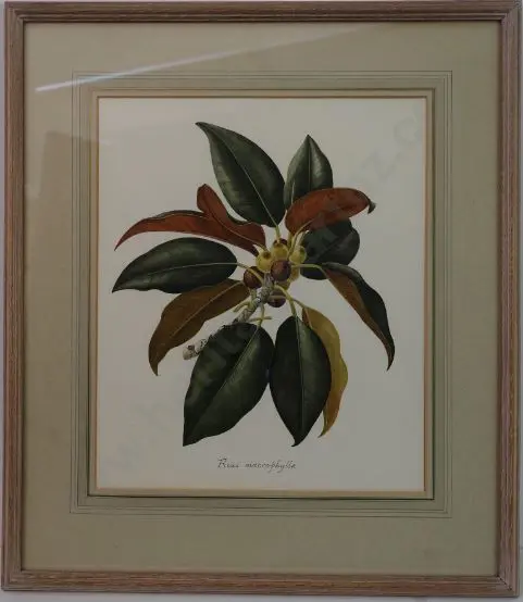 STONES, Elsie Margaret (1920-2018) - Ficus Macrophylla (Moreton Bay Fig) Image 1++