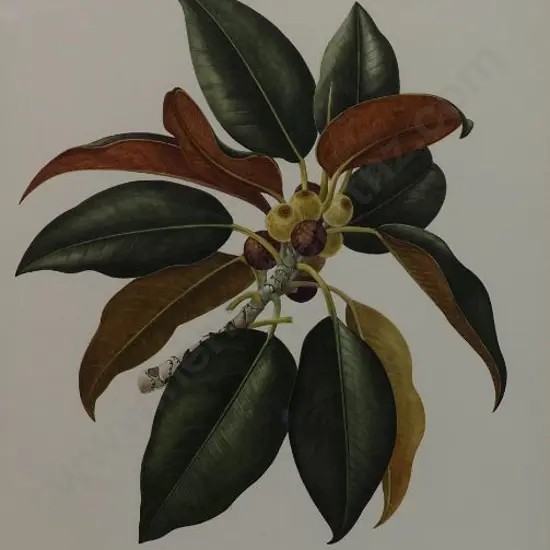 STONES, Elsie Margaret (1920-2018) - Ficus Macrophylla (Moreton Bay Fig)