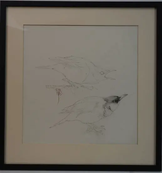 CHING, Raymond Harris (1939-) - Ring Ouzel - Drawn for Book of British Birds Image 1++