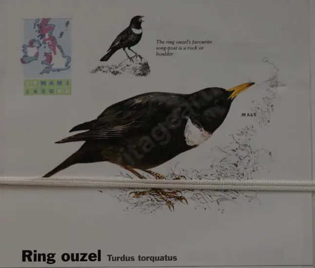 CHING, Raymond Harris (1939-) - Ring Ouzel - Drawn for Book of British Birds Image 1++