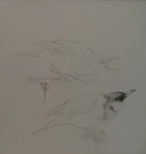 CHING, Raymond Harris (1939-) - Ring Ouzel - Drawn for Book of British Birds Image 1++