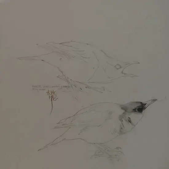 CHING, Raymond Harris (1939-) - Ring Ouzel - Drawn for Book of British Birds