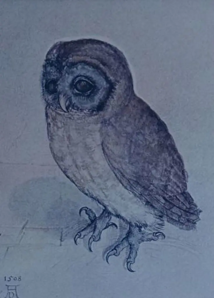 DURER, Albrecht (1471-1528) - The Little Owl, 1508` Image 1++