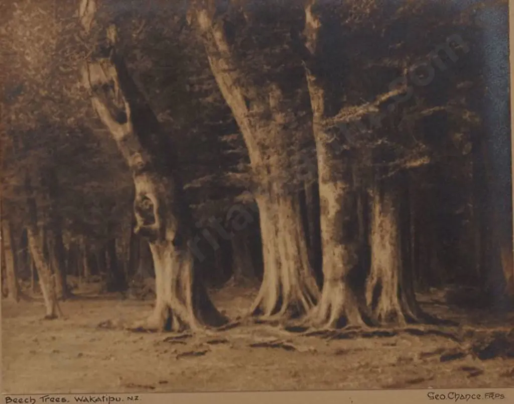 CHANCE, George (1885-1963) - Beech Trees, Wakatipu Image 1++