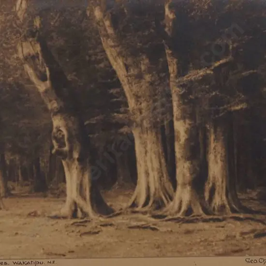 CHANCE, George (1885-1963) - Beech Trees, Wakatipu