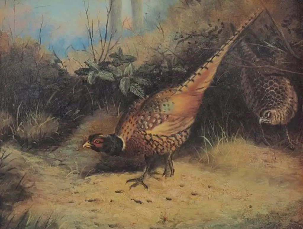 UNKNOWN artist (19th Cent.) - Pheasants Image 1++