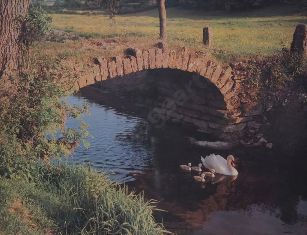 UNKNOWN photographer - Swans swimming in Stream Under Bridge Image 1++