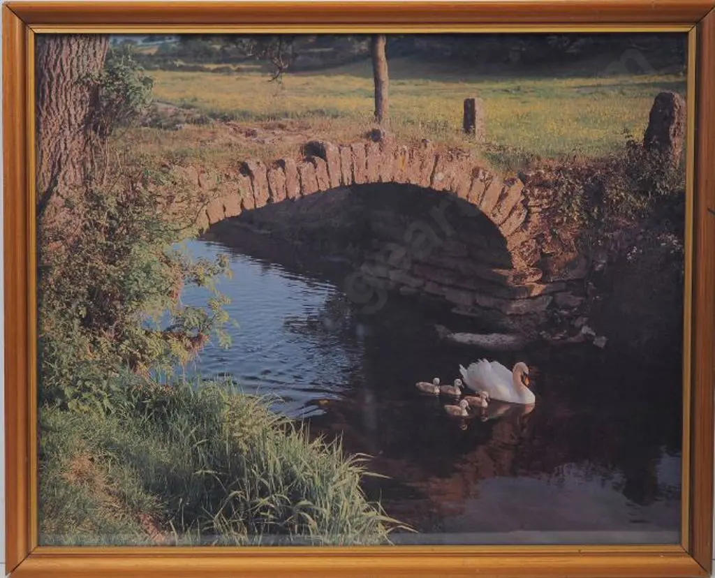 UNKNOWN photographer - Swans swimming in Stream Under Bridge Image 1++