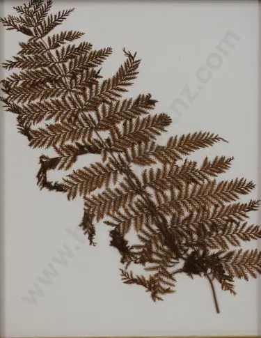 Pressed Fern (19th Cent.) - 19th Century Pressed Fern found in Burton Bros Album Image 1++