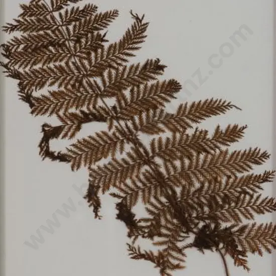 Pressed Fern (19th Cent.) - 19th Century Pressed Fern found in Burton Bros Album