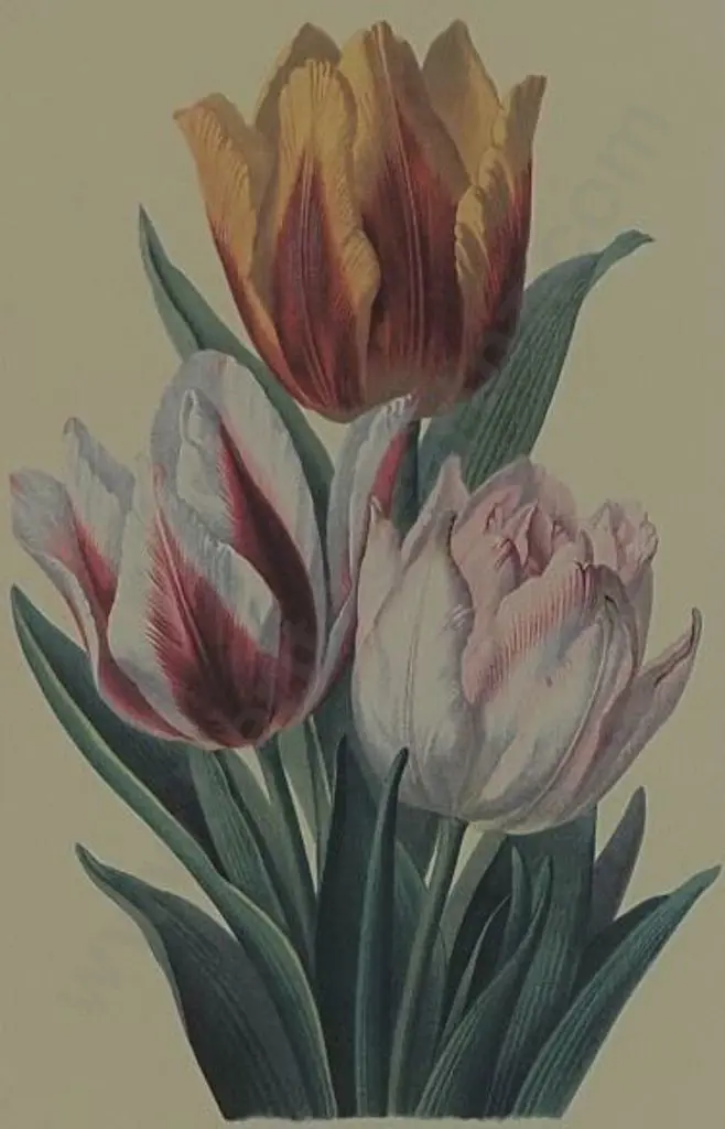 UNKNOWN artist - Tulips Image 1++
