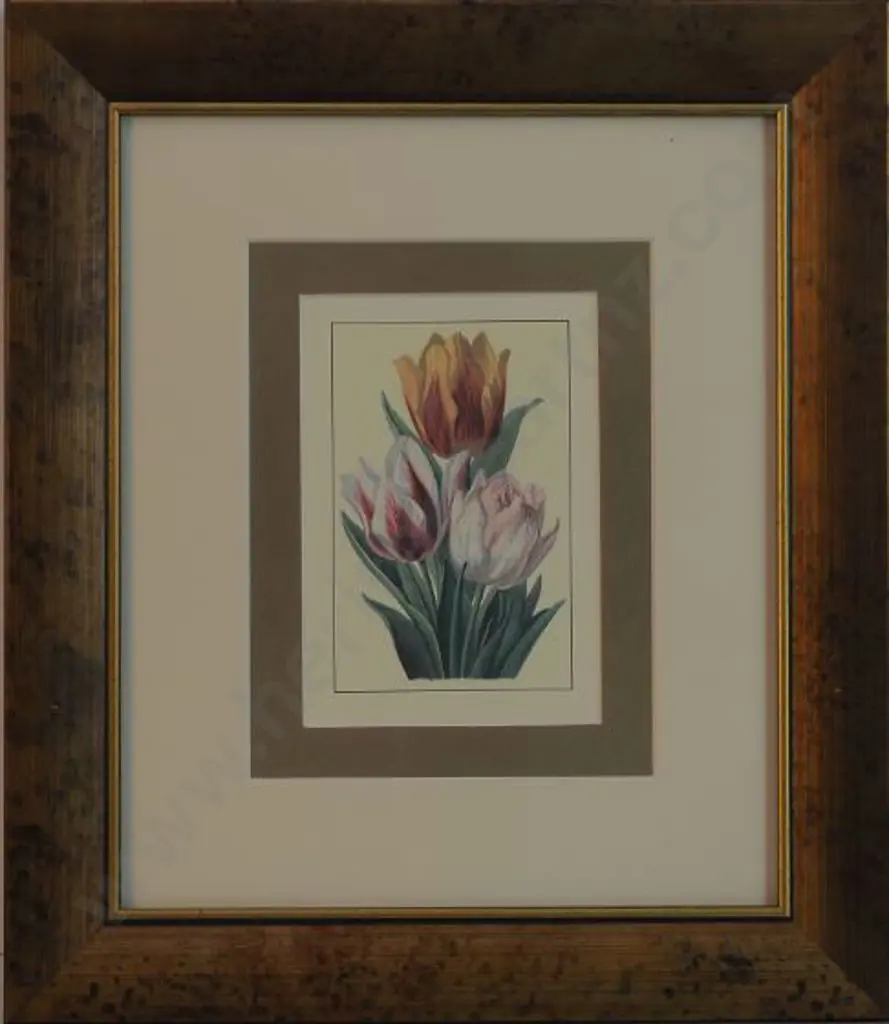 UNKNOWN artist - Tulips Image 1++