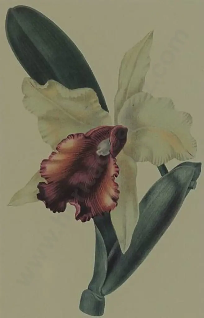 UNKNOWN artist - Iris Image 1++