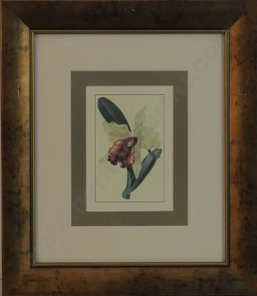 UNKNOWN artist - Iris Image 1++