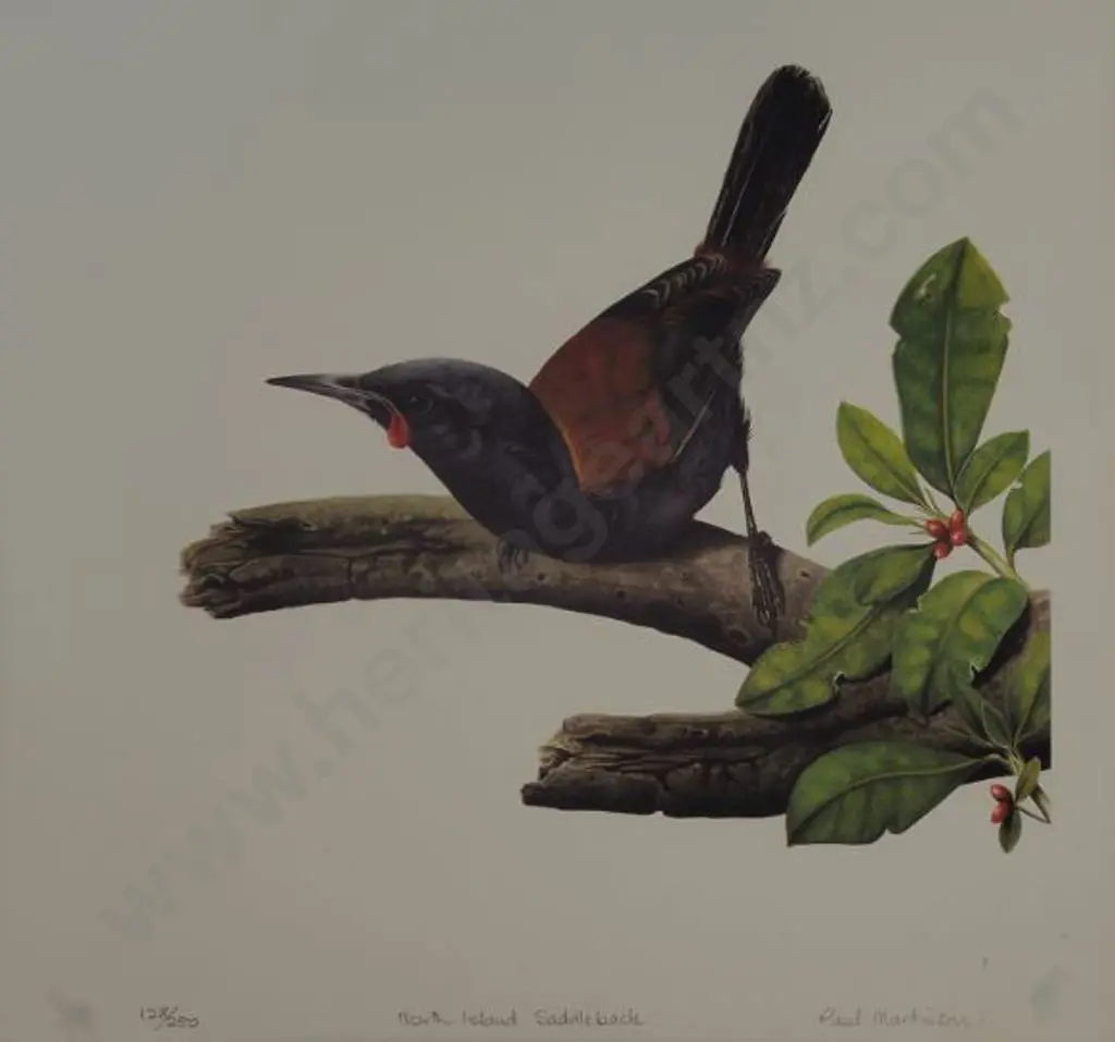 MARTINSON, Paul (1956-) - North Island Saddleback Image 1++