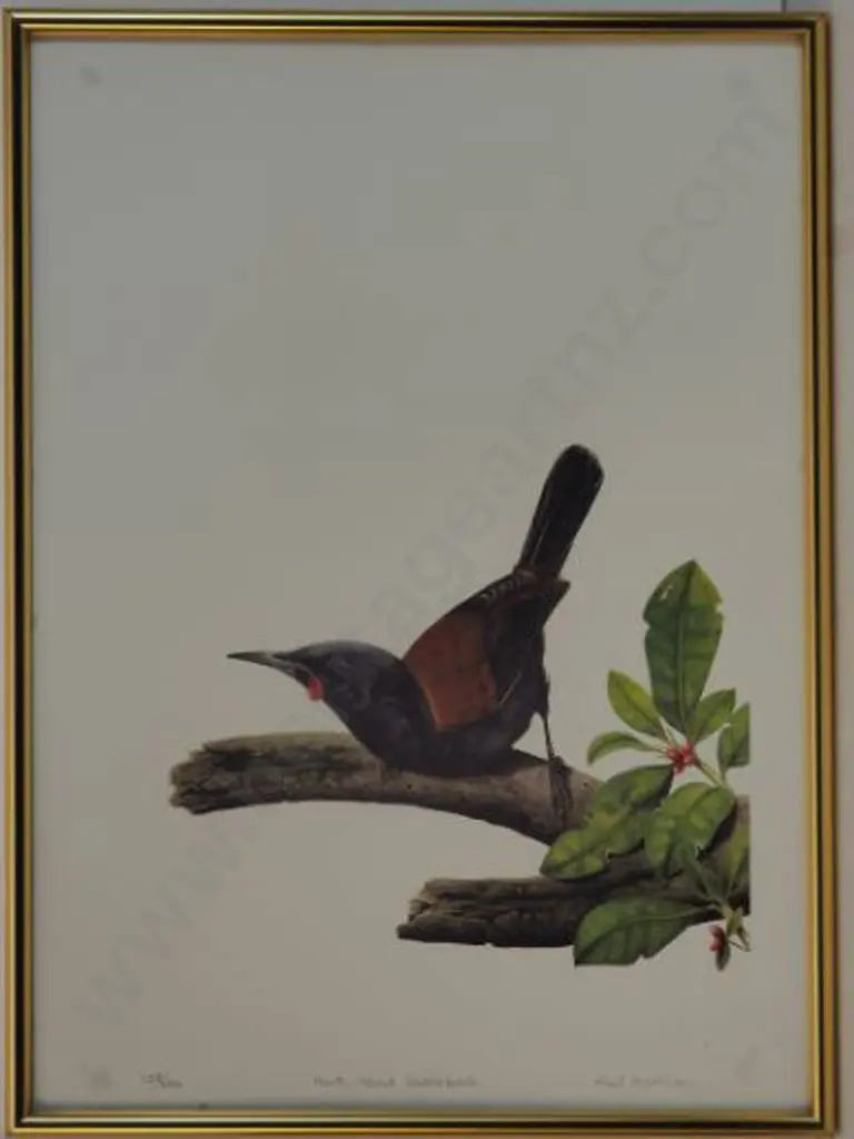 MARTINSON, Paul (1956-) - North Island Saddleback Image 1++
