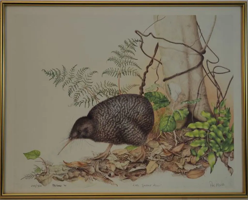 MORSE, Pauline M. (Active 1980s-90s) - Little Spotted Kiwi Image 1++