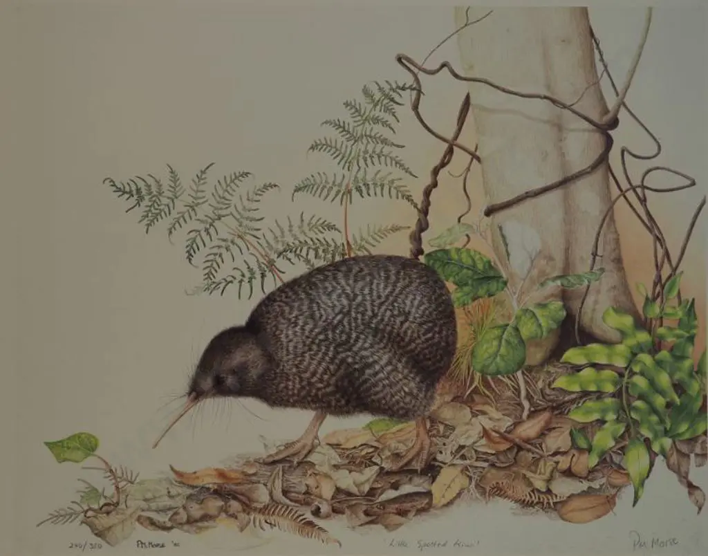 MORSE, Pauline M. (Active 1980s-90s) - Little Spotted Kiwi Image 1++