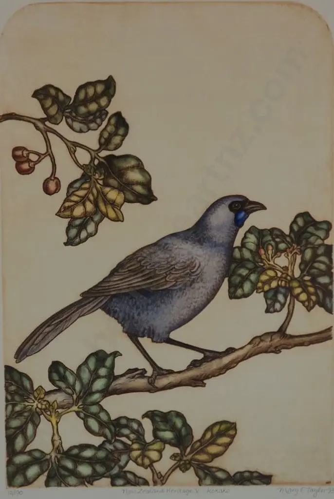 TAYLOR, Mary E. (1948-) - New Zealand Heritage - Kokako Image 1++