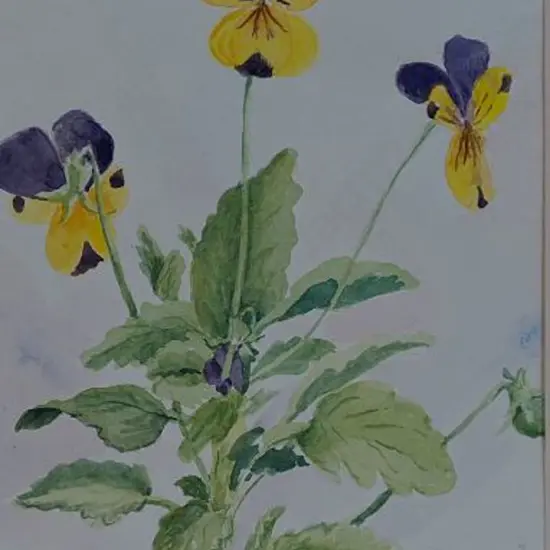 BOBBY, T. - Pansies