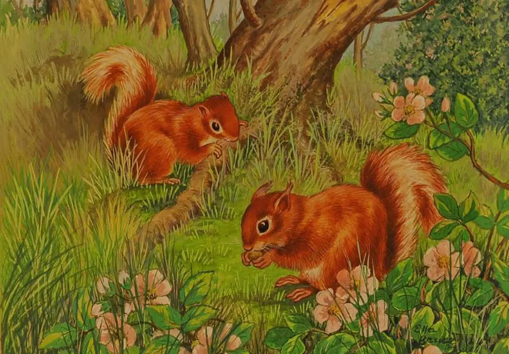 BRUCE, Ella (Active 1950s) - Red Squirrels at Play Image 1++
