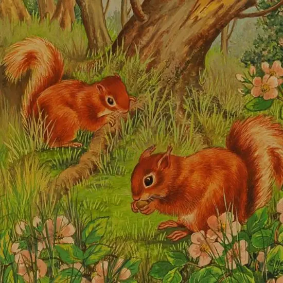 BRUCE, Ella (Active 1950s) - Red Squirrels at Play