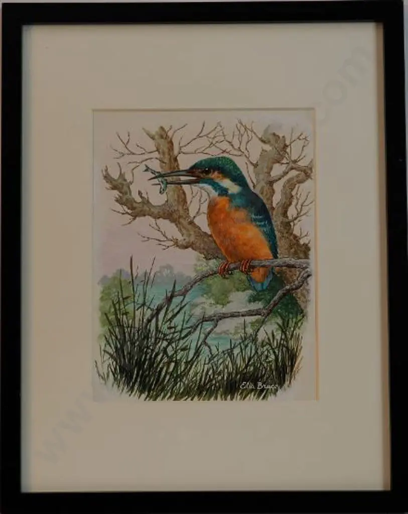 BRUCE, Ella (Active 1950s) - Kingfisher Image 1++