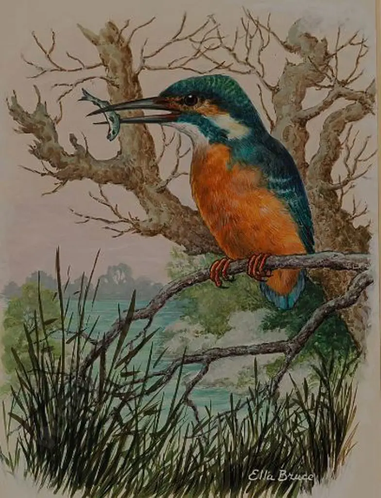 BRUCE, Ella (Active 1950s) - Kingfisher Image 1++