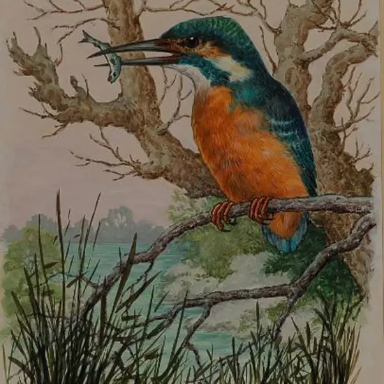 BRUCE, Ella (Active 1950s) - Kingfisher