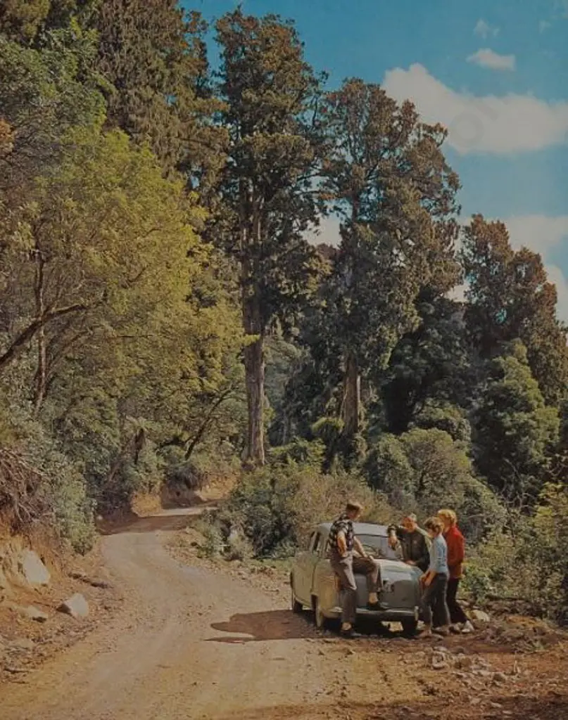 UNKNOWN Photographer - Ohakune Mountain Road 1965 Image 1++
