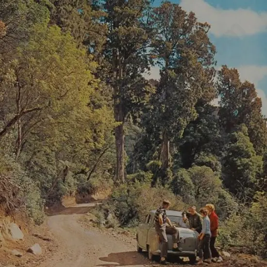 UNKNOWN Photographer - Ohakune Mountain Road 1965