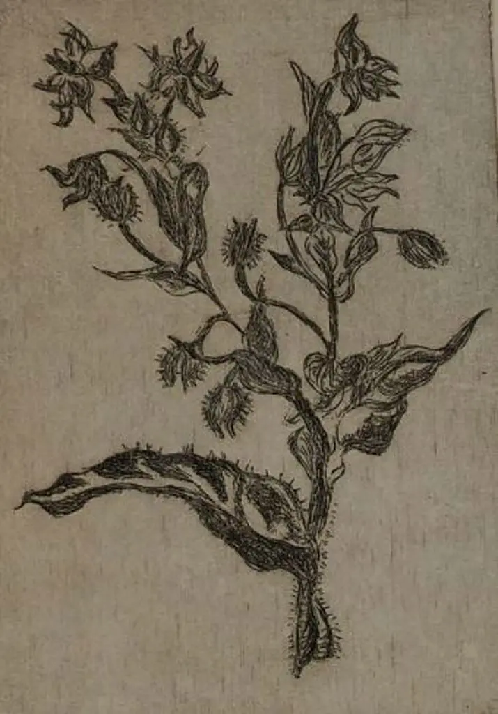UNKNOWN Artist - Borage Image 1++