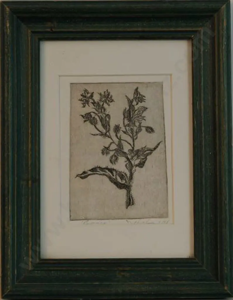 UNKNOWN Artist - Borage Image 1++
