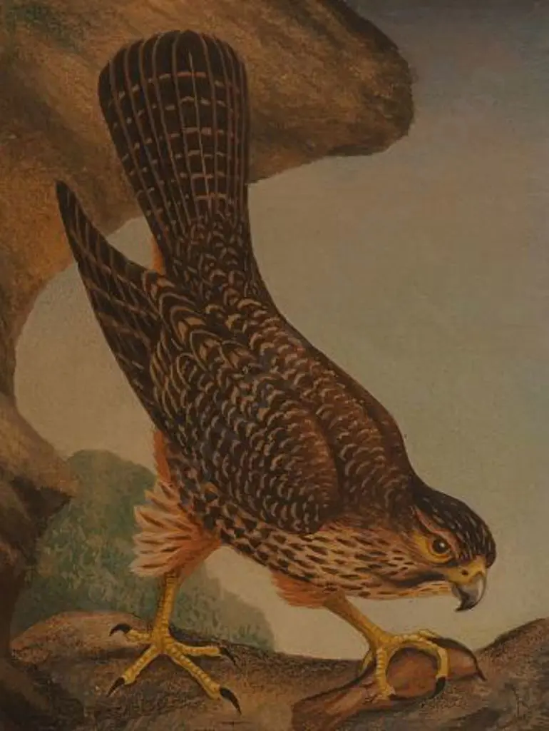 UNKNOWN Artist - Hawk Image 1++