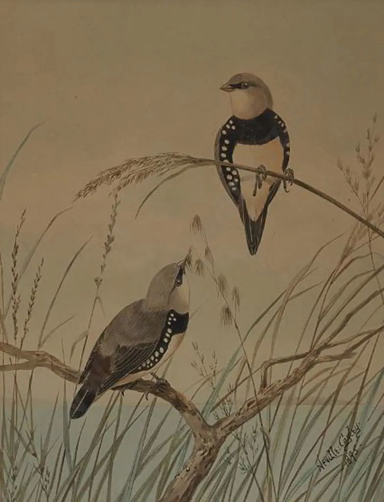 CAYLEY, Neville Henry (1853-1903) Snr. - Diamond Sparrows - 1895 Image 1++