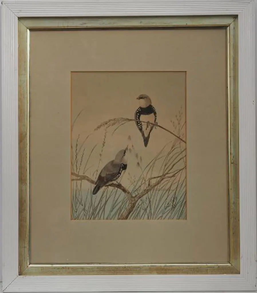 CAYLEY, Neville Henry (1853-1903) Snr. - Diamond Sparrows - 1895 Image 1++