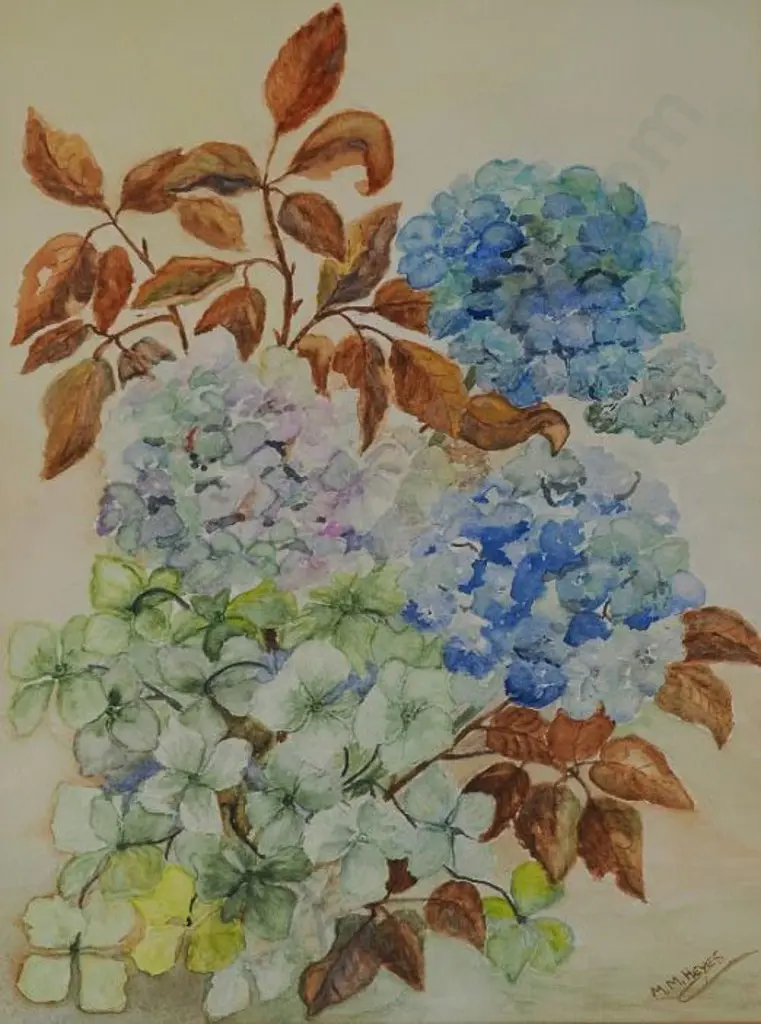 McKENZIE-HEYES, Muriel - Hydrangeas Image 1++