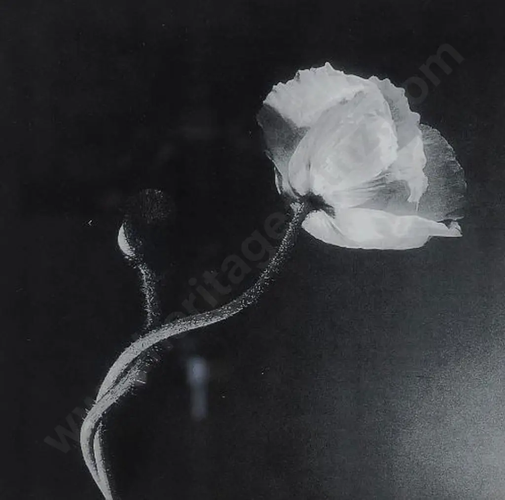 UNKNOWN photographer - Black & White Flower Study Image 1++