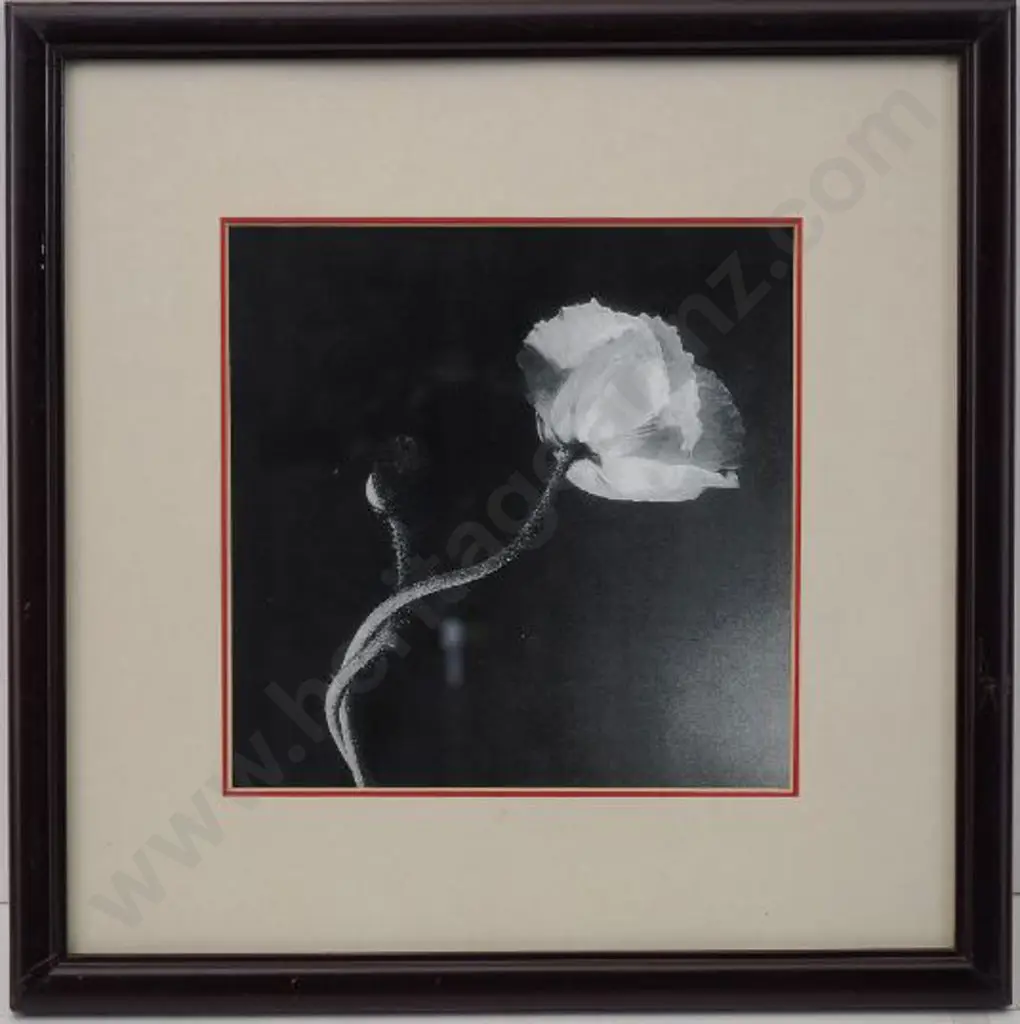 UNKNOWN photographer - Black & White Flower Study Image 1++