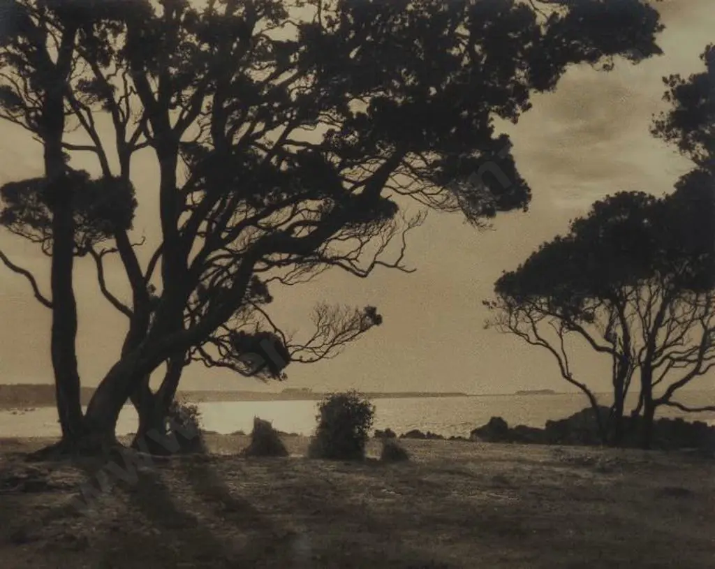 CHANCE, George (1885-1963) - Pohutukawa Trees, Bay of Plenty Image 1++