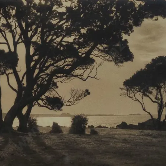 CHANCE, George (1885-1963) - Pohutukawa Trees, Bay of Plenty
