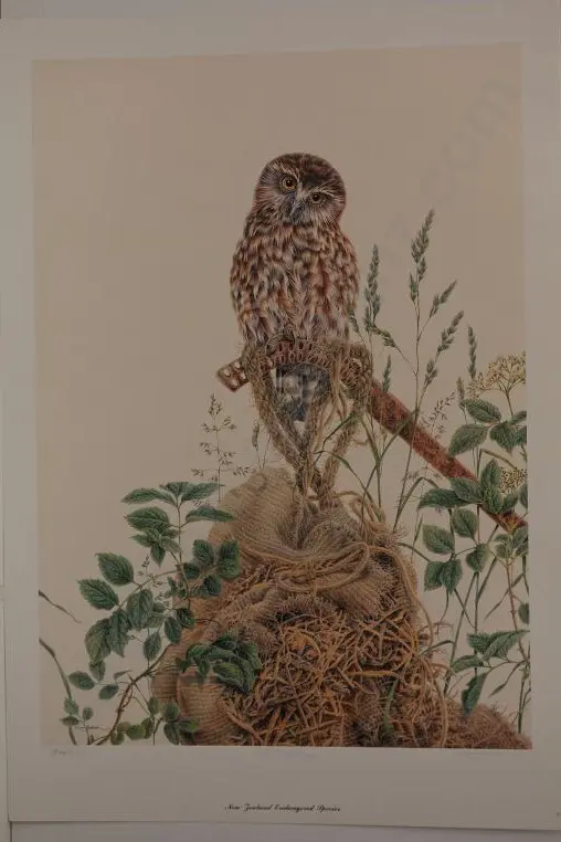 BADDOCK, Karen (1964-) - Morepork Owl Image 1++