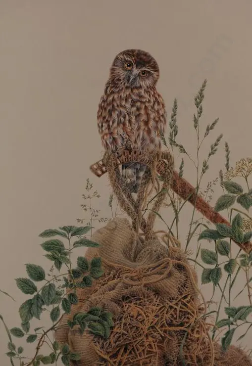 BADDOCK, Karen (1964-) - Morepork Owl Image 1++