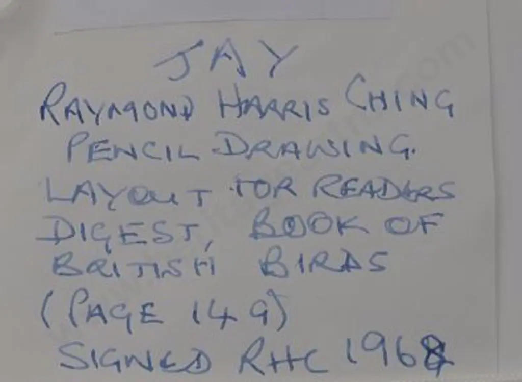 CHING, Raymond Harris (1939-) - Jay - pencil drawing for Reader's Digest Book of British Birds Image 1++